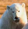A imagem dramática do filhote de urso-polar, que passou duas semanas sem poder se alimentar porque tinha uma lata de leite condensado presa na língua   Foto: Dvorjchenko Vitaliy/The Siberian Times / BBC News Brasil