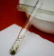 Larvas de Aedes aegypti  Foto: Agência Brasil