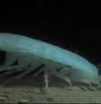 Cientistas croatas anunciaram a descoberta de 30 novas espécies de animais em cavernas subterrâneas após dois anos de buscas no Parque Nacional Krka, na região da Dalmácia.  Foto: BBC Brasil