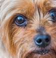Cachorrinhos sofreriam de algum tipo de "Complexo de Napoleão"?  Foto: Alamy