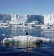 Foto de arquivo mostra um pinguim sobre bloco do gelo de derretimento perto da estação francesa na região leste da Antártica  Foto: Pauline Askin / Reuters