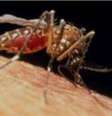 Cienstistas descobriram relação entre El Niño e epidemia de zika na América do Sul  Foto: SPL / BBC News Brasil