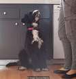 Quanto os cachorros entendem seus donos?  Foto: Alamy