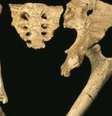 Ossos do esqueleto do hominídeo de 3,2 milhões de anos   Foto: Science Photo Library / BBC News Brasil