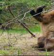 No fim do inverno, ursos pardos se desfazem de pelagem praticando uma 'dancinha' bem particular; câmeras da BBC registraram este curioso comportamento animal.  Foto: BBC Brasil/Reprodução