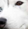 Huskies têm características ideais para puxar trenós  Foto: Alamy / BBC News Brasil