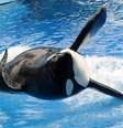 Tilikum foi uma das mais famosas orcas do parque SeaWorld  Foto: Getty Images