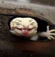 Essa foto de uma espécie de lagarto "sorrindo" é uma das que Roem descreve como "sua favorita"  Foto: Muhammad Roem / BBC News Brasil