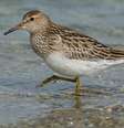Pesquisadores acompanharam 120 aves com um pequeno aparelho acomplado a seus corpos   Foto: iStock