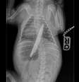 Macie engoliu primeiro o cabo da faca, que ficou alojado nos intestinos dela  Foto: PDSA