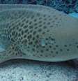 Mesmo sem a companhia de um macho, Leonie, tubarão fêmea da espécie Stegostoma fasciatum, botou três ovos com embriões  Foto: Tourism and Events Queensland