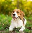 A maioria dos cânceres descobertos pelos cachorros foram câncer de pele.  Foto: iStock