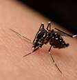 'Nova epidemia de zika não seria tão grande quanto em 2015, mas ainda não podemos afastar essa possibilidade', diz pesquisador  Foto: iStock