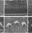 À esquerda: pelos normais de orelha; no meio: pelos da orelha com defeitos; à direita: pelos da orelha consertados  Foto: Boston Children's Hospital / BBC News Brasil