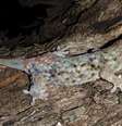 O lagarto Geckolepis megalepis se livra das escamas ao menor toque e as regenera em pouco tempo   Foto: F. Glaw / BBC News Brasil