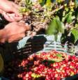 Venda externa do café solúvel cresceu 8% em 2016.  Foto: iStock