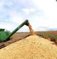 Este ano, devem ser colhidas 224,2 milhões de toneladas de cereais, leguminosas e oleaginosas, sendo 93% de soja, milho e arroz  Foto: Agência Brasil