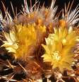Apenas um quinto do bioma original do cerrado continua totalmente preservado  Foto: Alamy / BBC News Brasil