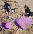 Cientista masca pegada de dinossauro com coloração rosa na Austrália  Foto: EFE