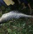 Agricultor foi engolido por inteiro dentro da cobra  Foto: West Sulawesi Police / BBC News Brasil