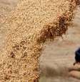 Embora arsênio não seja preocupação na lavoura brasileira, agrotóxicos são risco  Foto: Reuters
