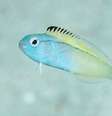 Os fang blennies medem poucos centímetros e são coloridos  Foto: Richard Smith/OceanRealmImages.com / BBC News Brasil