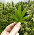 Maconha   Foto: OpenRangeStock  / iStock