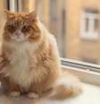 Número de gatos com diabetes tem aumentado nas últimas décadas  Foto: Getty Images / BBC News Brasil