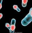 Uma ilustração da bactéria Clostridium difficile, que vive sem oxigênio  Foto: Science Photo Library / BBC News Brasil