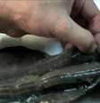 Cientistas encontram pela 1ª vez raro molusco gigante que vive dentro de concha e se alimenta de lama  Foto: BBC