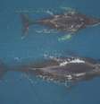 Câmeras foram presas ao dorso de animais das espécies minke e jubarte como parte de um novo estudo da ONG World Wildlife Fund (WWF) em parceria com a Universidade Estadual do Oregon, nos Estados Unidos.  Foto: BBC