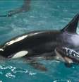 No ano passado, parque SeaWorld anunciou o fim da reprodução desses animais em cativeiro.  Foto: BBC
