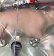 O envoltório plástico continha líquido amniótico que forneceu tudo do que o filhote precisou para crescer - até um cordão umbilical artificial.  Foto: BBC News Brasil