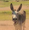 ";Perdi cinco burros (para gangues) e se eu perder mais um, não vou poder alimentar minha família", diz Lucky Montsho, proprietário de burros.  Foto: BBC