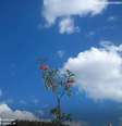  Foto: Climatempo