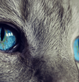 Para os gatos, os benefícios da vida em grupo não compensam ter que dividir comida  Foto: Pixabay / BBC News Brasil