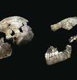 Imagem compara o crânio de um homo naledi descoberto em 2013 (dir.) com outro encontrado recentemente.  Foto: EFE
