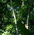Mico-leão-dourado avistado por pesquisadores na Reserva Biológica Fiocruz Mata Atlântica, na cidade do Rio de Janeiro  Foto: Agência Brasil