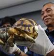 Tartarugas apreendidas no Aeroporto Internacional de Kuala Lumpur.  Foto: EFE