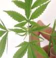 Segundo a Anvisa, a inclusão não altera as regras para importação de medicamentos com canabidiol ou outros extratos da maconha.  Foto: Agência Brasil