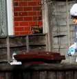 Policial  Foto: BBC News Brasil