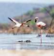 Flamingos  Foto: BBC News Brasil