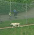 Um dos tigres em uma das jaulas do Hamerton Zoo Park  Foto: BBC News Brasil