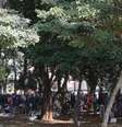 Usuários de drogas se concentram na Praça Princesa Isabel, após ações de desocupação da Cracolândia  Foto: Agência Brasil