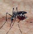 O estudo teve inicio há 10 anos, a partir da constatação de ribeirinhos que relataram a ausência do mosquito transmissor da malária nas regiões onde são encontradas a  planta amazônica   Foto: Agência Brasil