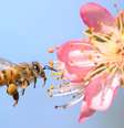 Abelha e flor  Foto: BBC News Brasil