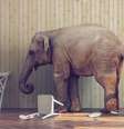 Elefante na sala  Foto: BBC News Brasil