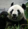 Panda gigante Shin Shin dá à luz aos 11 anos de idade  Foto: Kimimasa Mayama / EFE