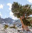 O pinheiro de bristlecone, da Grande Bacia, foi descoberto no oeste dos Estados Unidos   Foto: BBC News Brasil