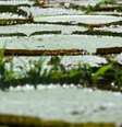 A limpeza do lago deixa ainda mais evidente a beleza das vitórias-régias  Foto: Agência Brasil